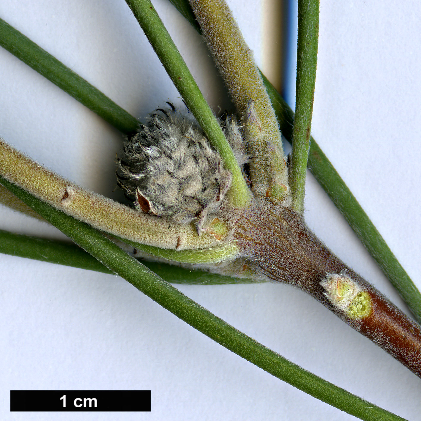 High resolution image: Family: Proteaceae - Genus: Isopogon - Taxon: scabriusculus - SpeciesSub: subsp. stenophylla